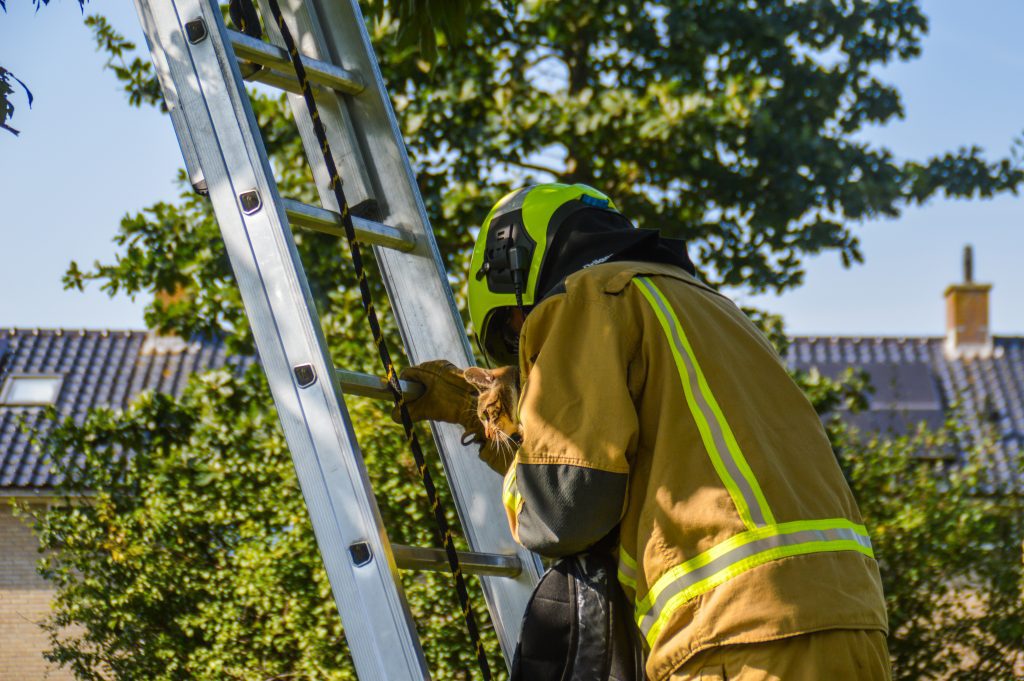 Maaslandse Brandweer Redt Kat Uit De Boom Warende In Maasland